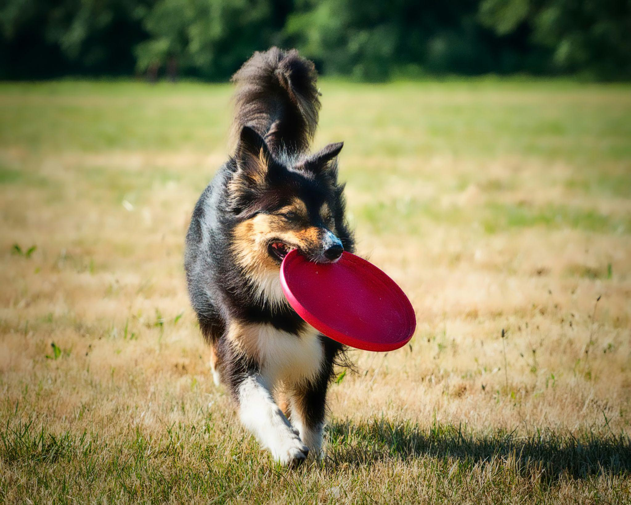 a dog playing fetch with a red toy