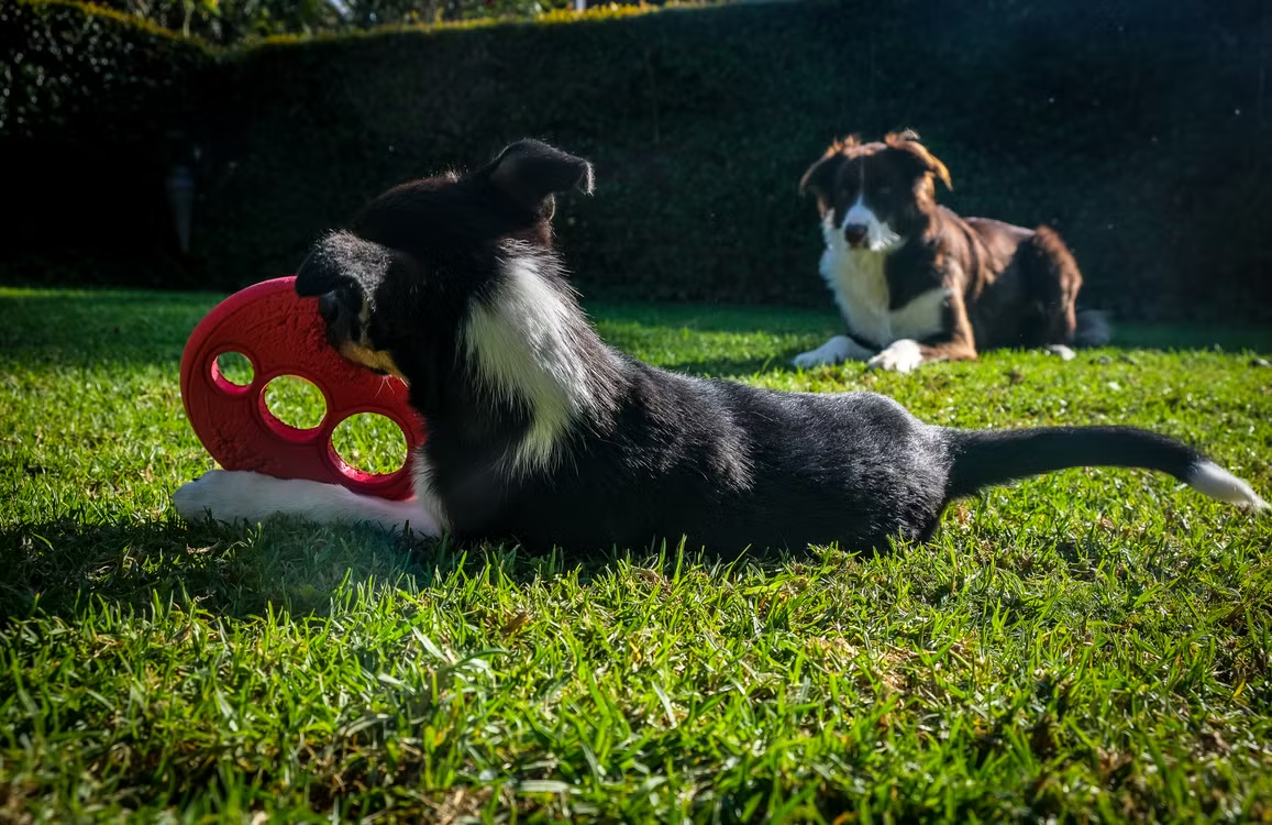 A picture shows two dogs playing with a red toy on green grass.