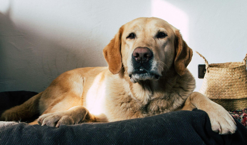 a dog sitting in a dog bed indoors