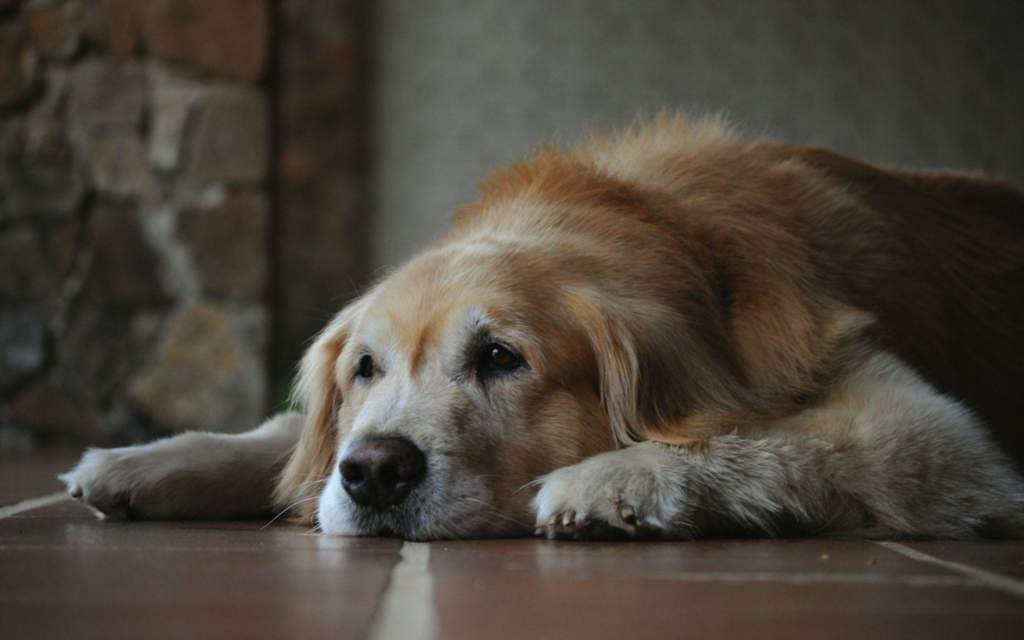 a dog resting on the floor