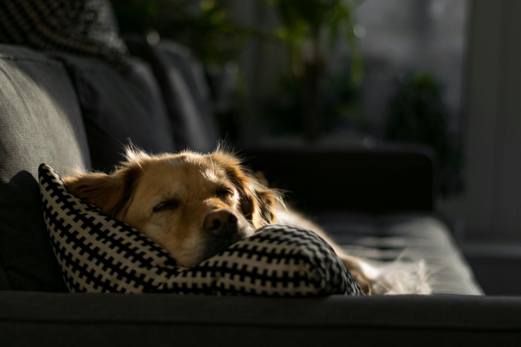 A dog sleeping with its head on a pillow