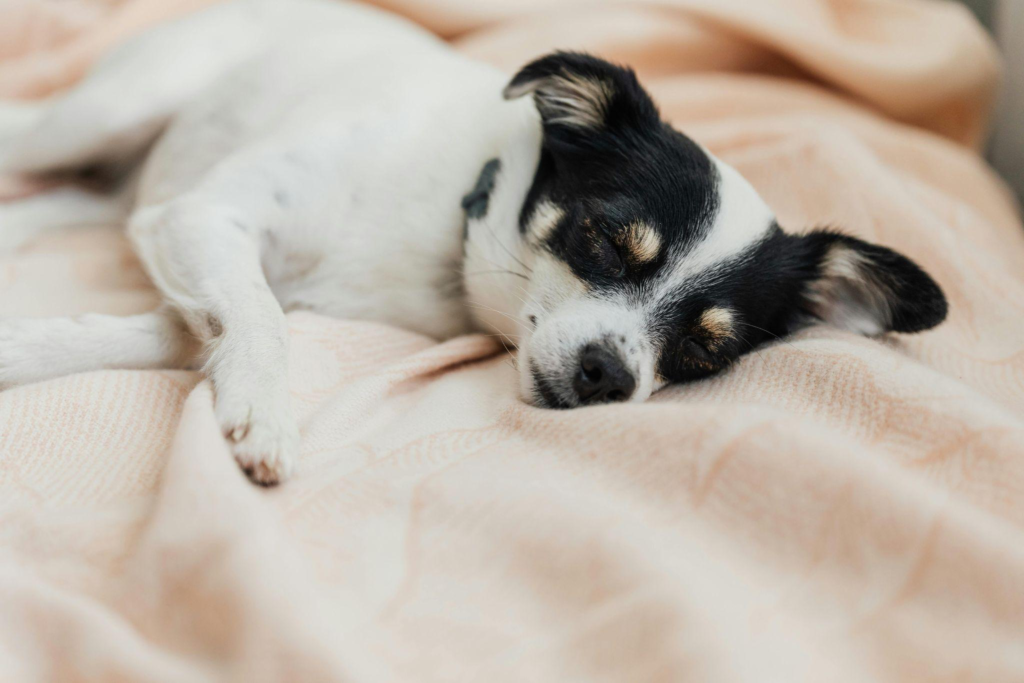a dog fast asleep on a soft bed