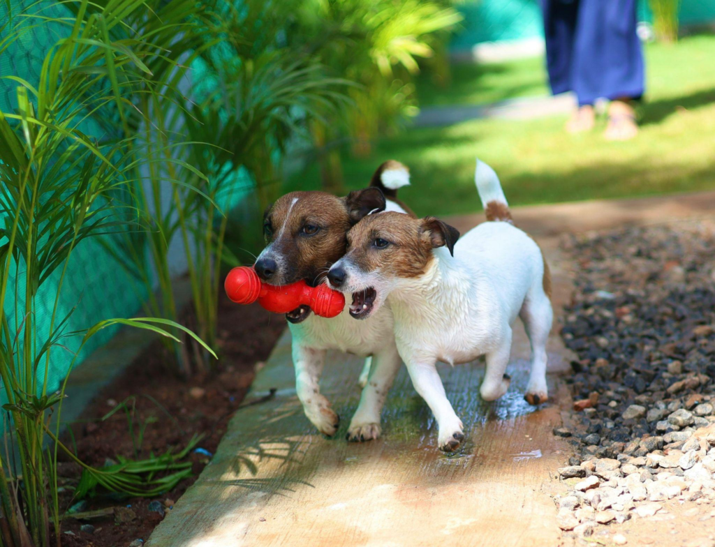 two dogs playing with a toy