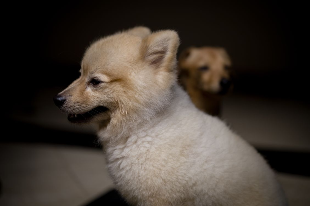 A close-up shows two fluffy puppies sitting indoors.